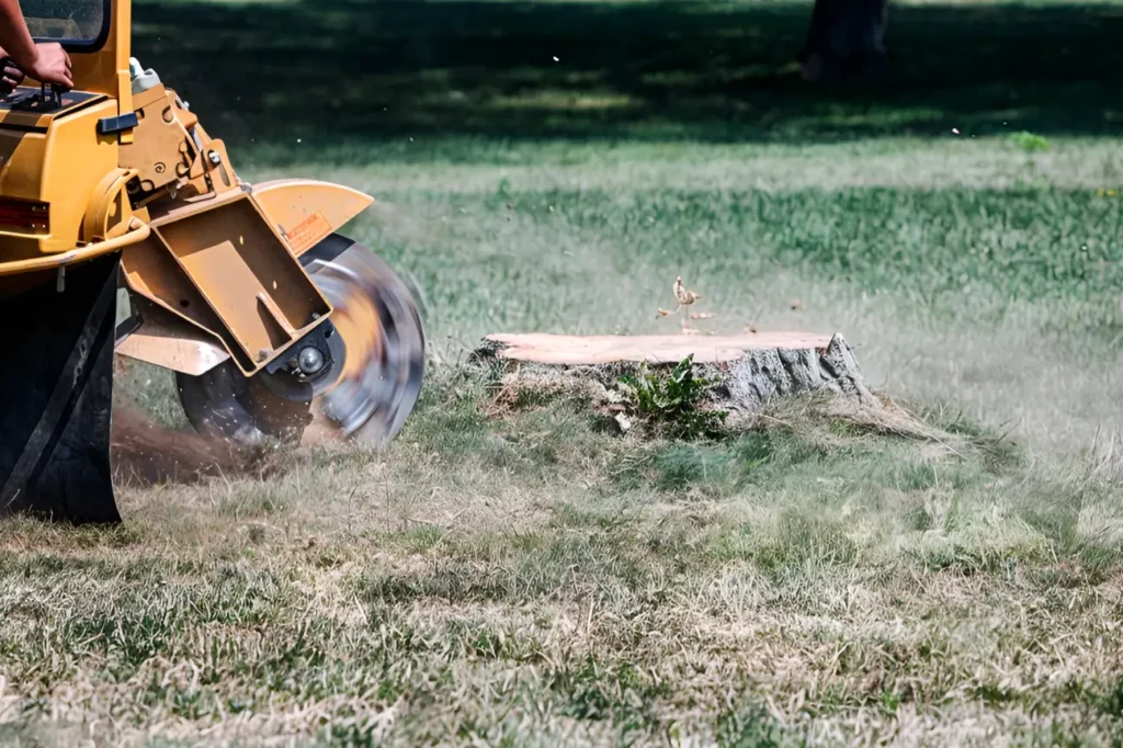 At Stump Grinding Auckland, this image highlights our reputation as one of the best stump grinding companies in Auckland.