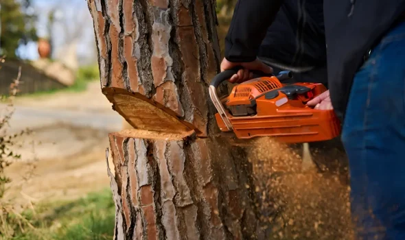 At Tree Removal Auckland, this image shows complete stump removal and grinding services.