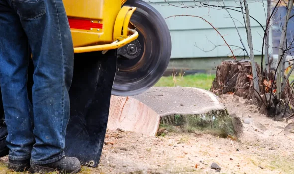 Professional Results for All Properties Stump Grinding Auckland At Stump Grinding Auckland, this image shows professional results for both residential and commercial properties.