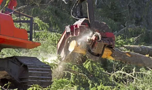 At Tree Removal Auckland, this image highlights our safe tree removal and felling services.